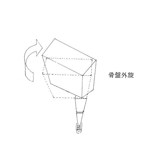 大腿骨上の骨盤外旋