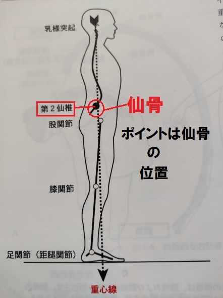 骨格正しい姿勢と仙骨の位置