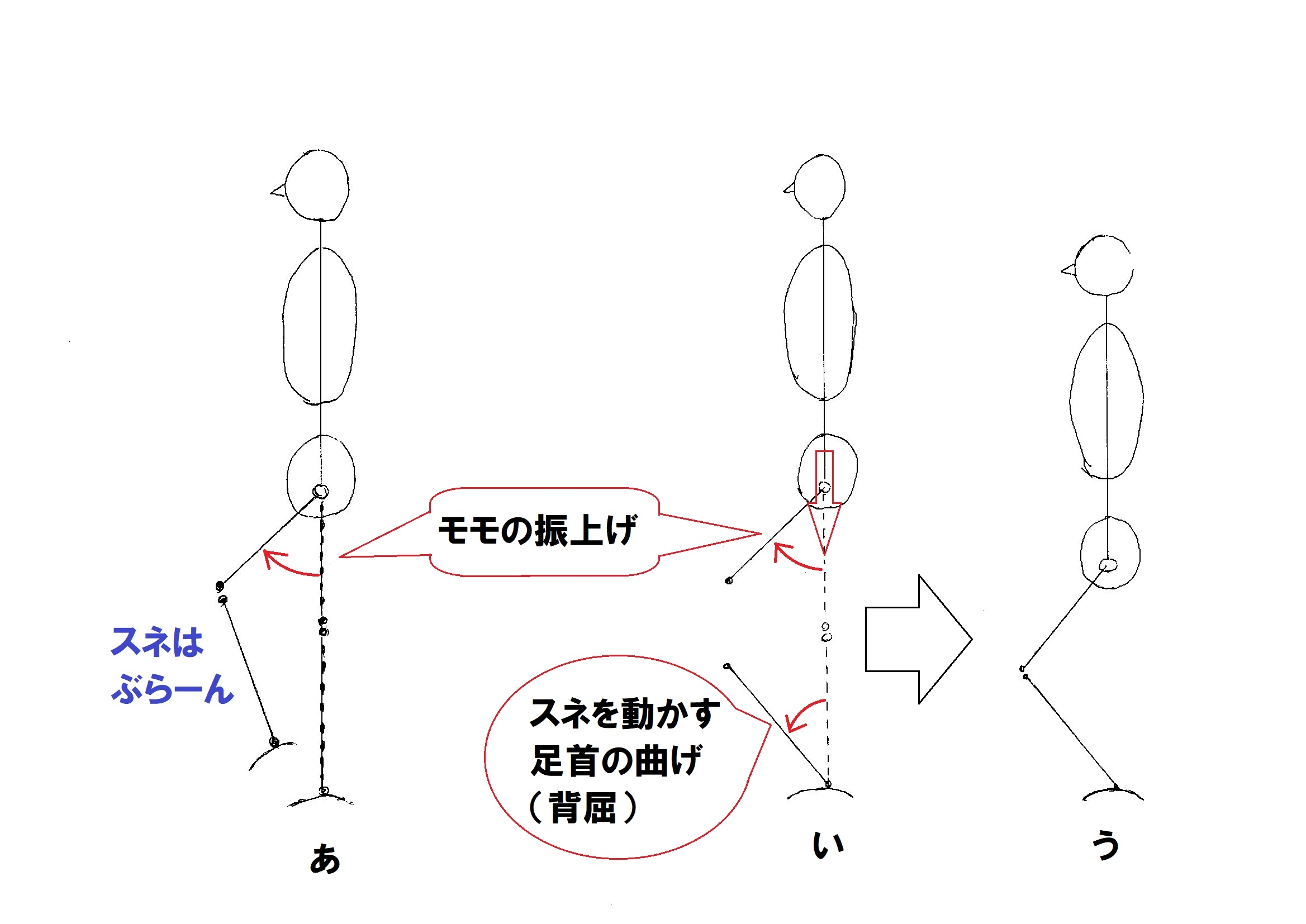 スクワットのコツ