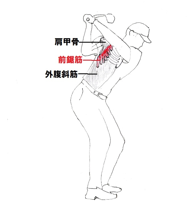 伸張反射ダウンスイング
