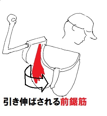 前鋸筋肩甲骨と胸郭