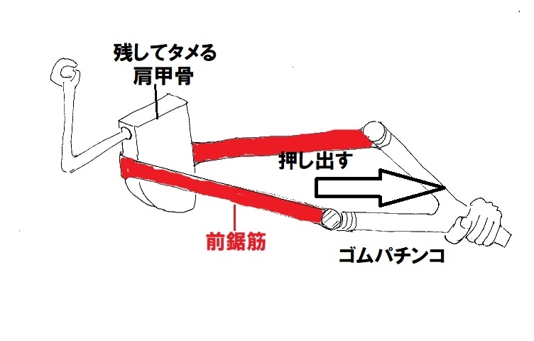 前鋸筋ゴムバンド