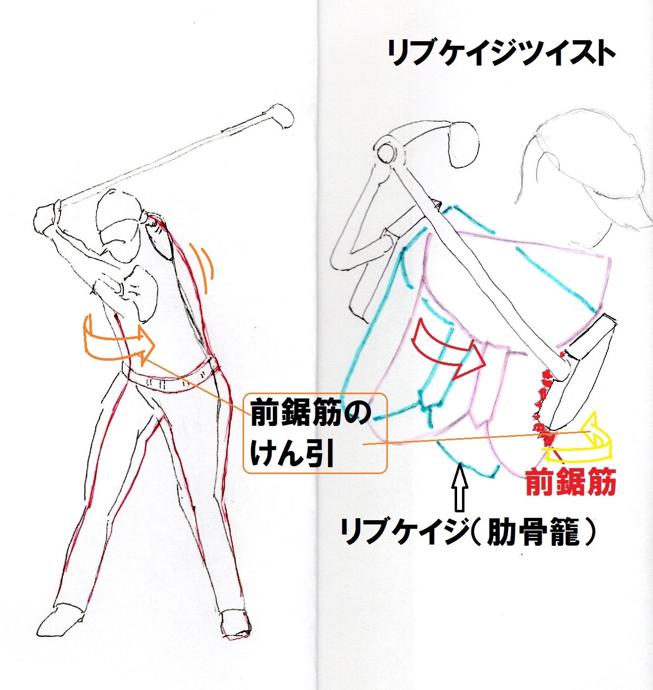 リブケイジツイスト