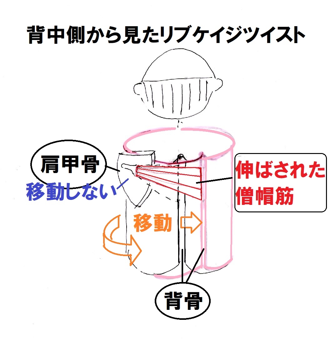 僧帽筋の伸張反射