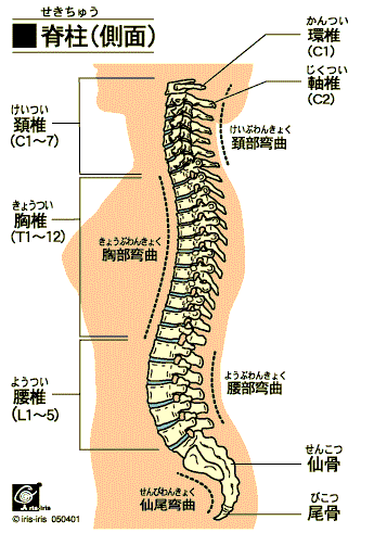 脊柱