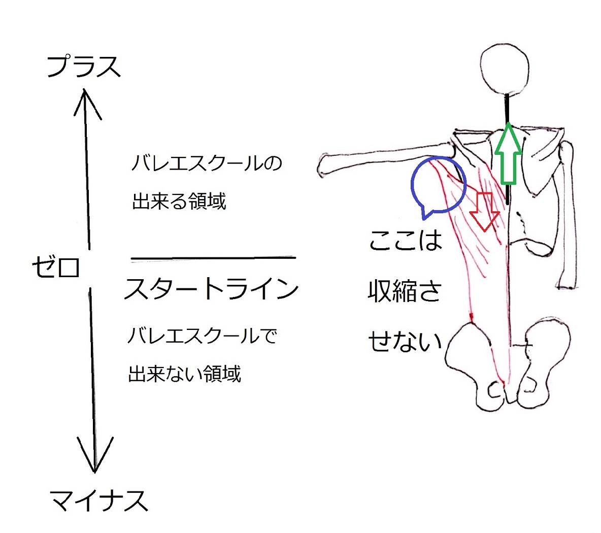 肩甲骨と肋骨のコントロール