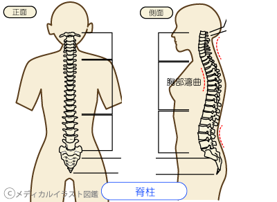 脊柱　ピラティス